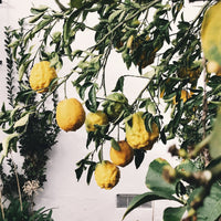 YUZU