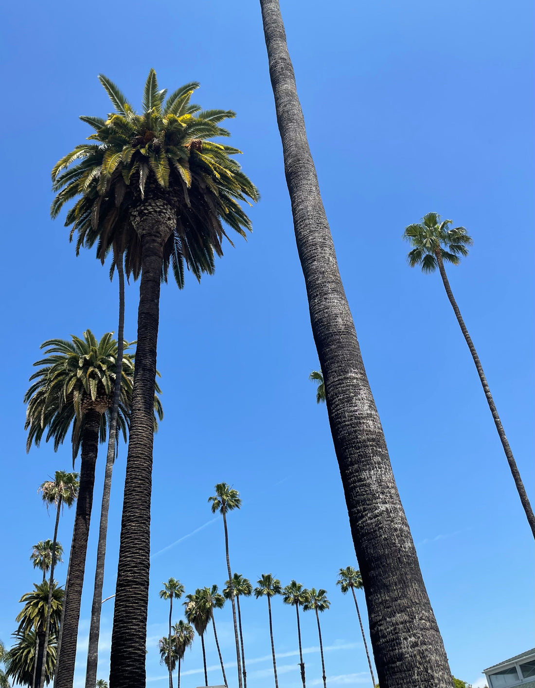 LOS ANGELES