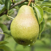 PEAR & FREESIA